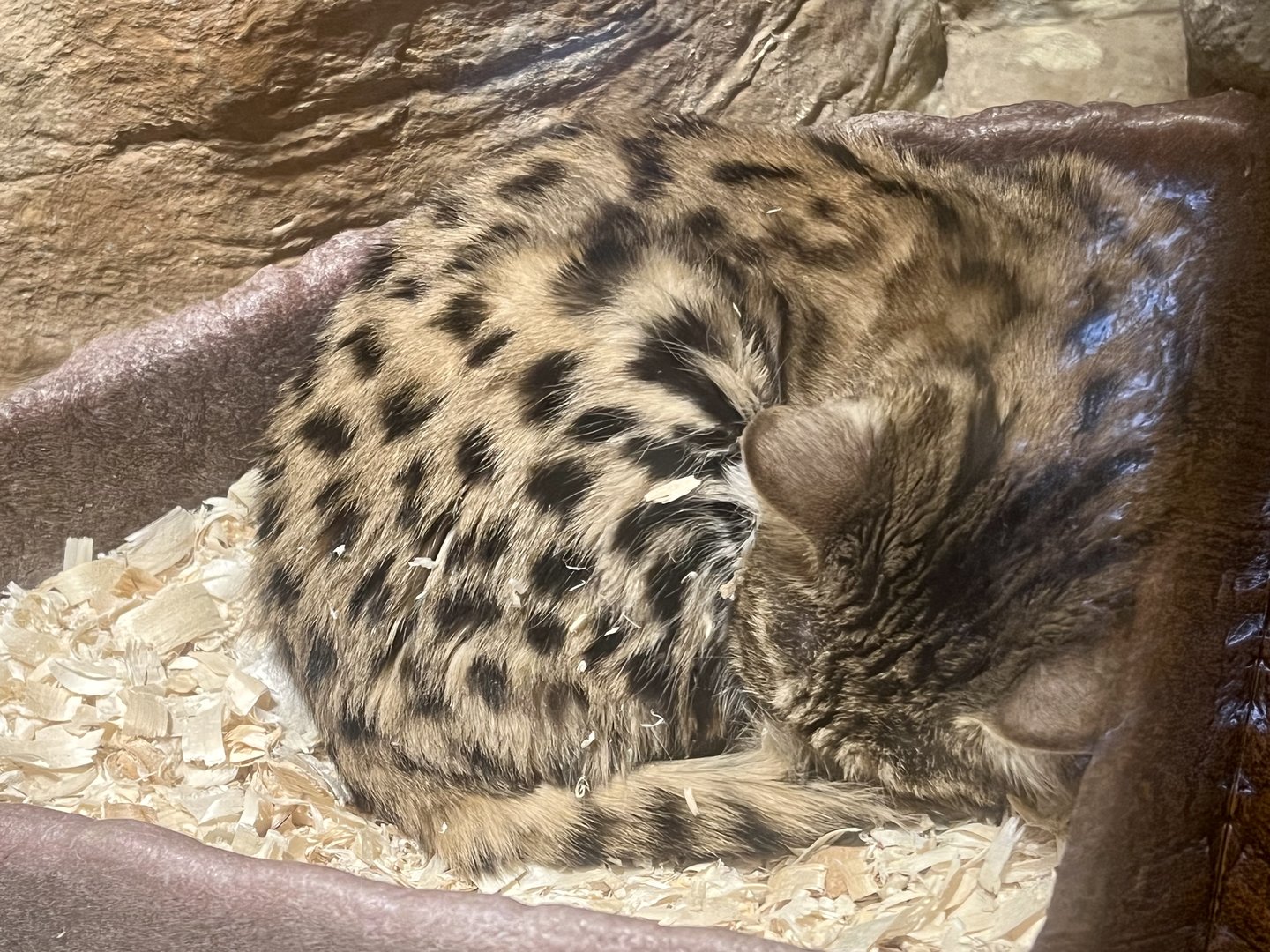 Black-footed Cat
