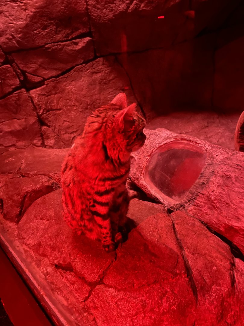 Black Footed Cat