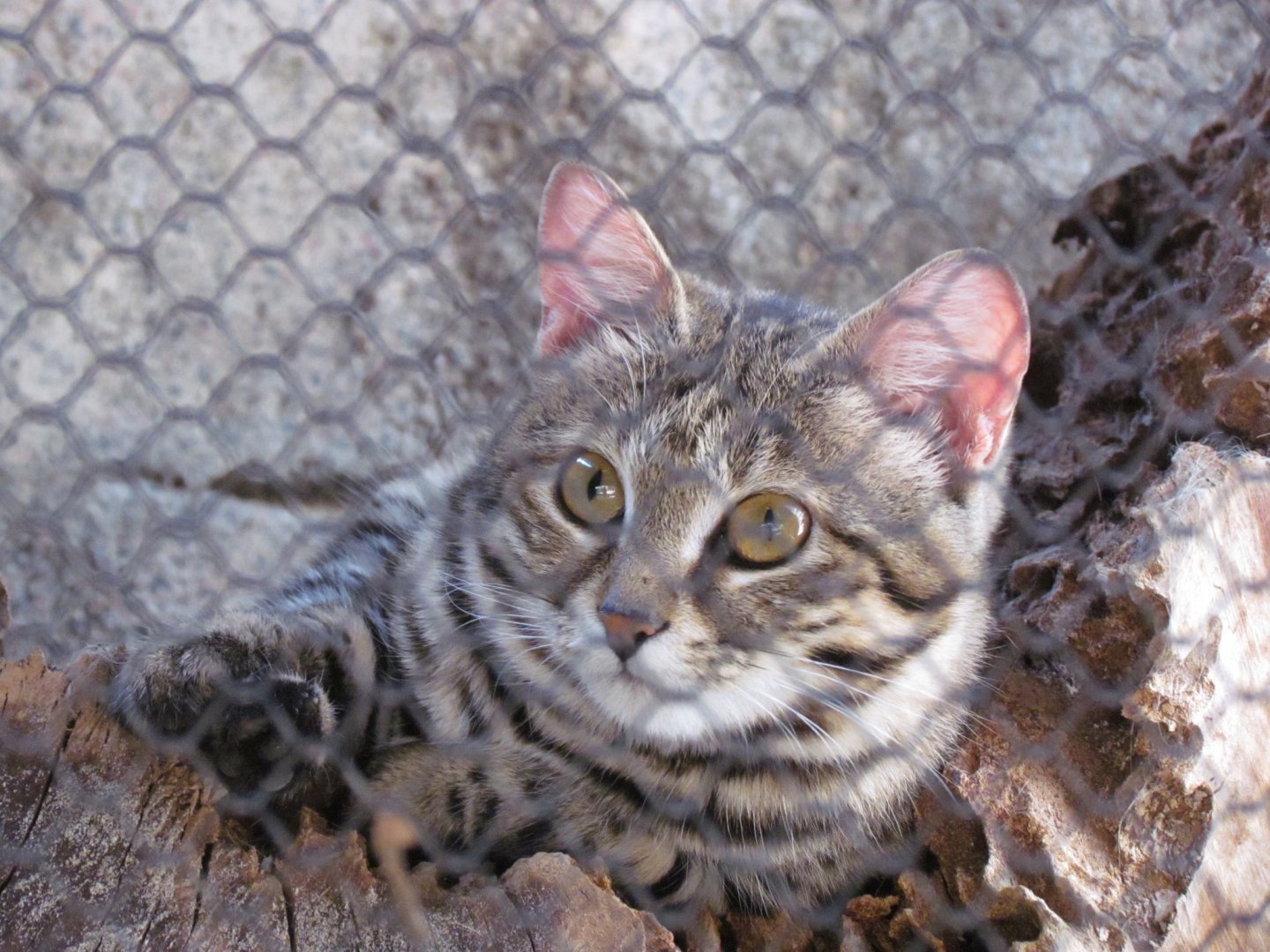 Black-footed Cat