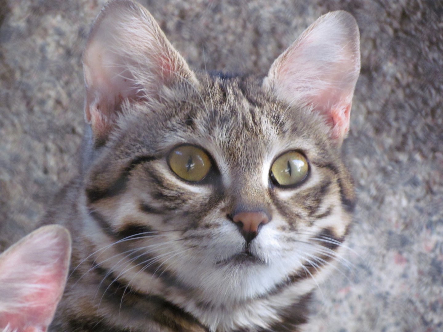 Black-footed Cat