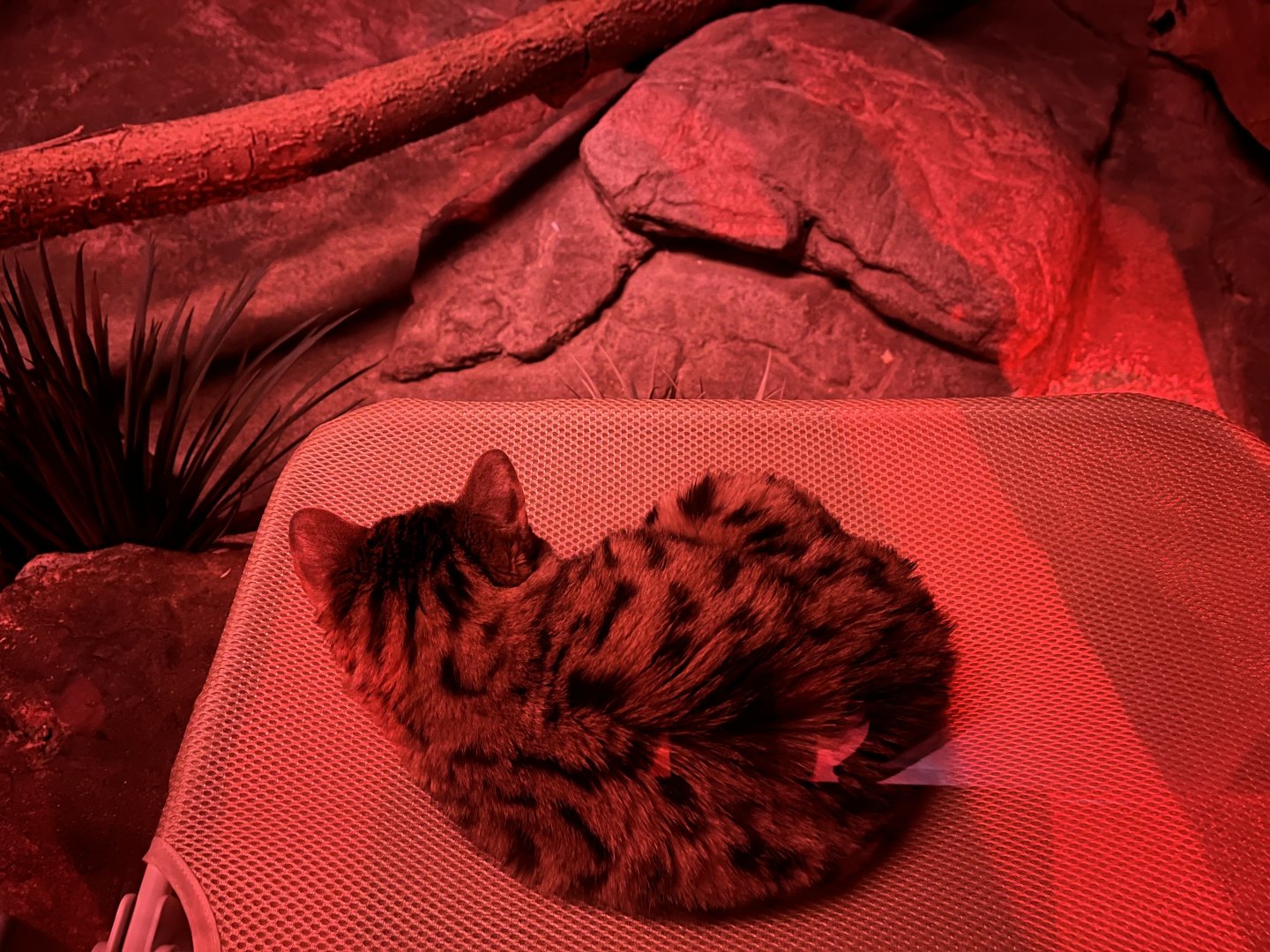 Black Footed Cat