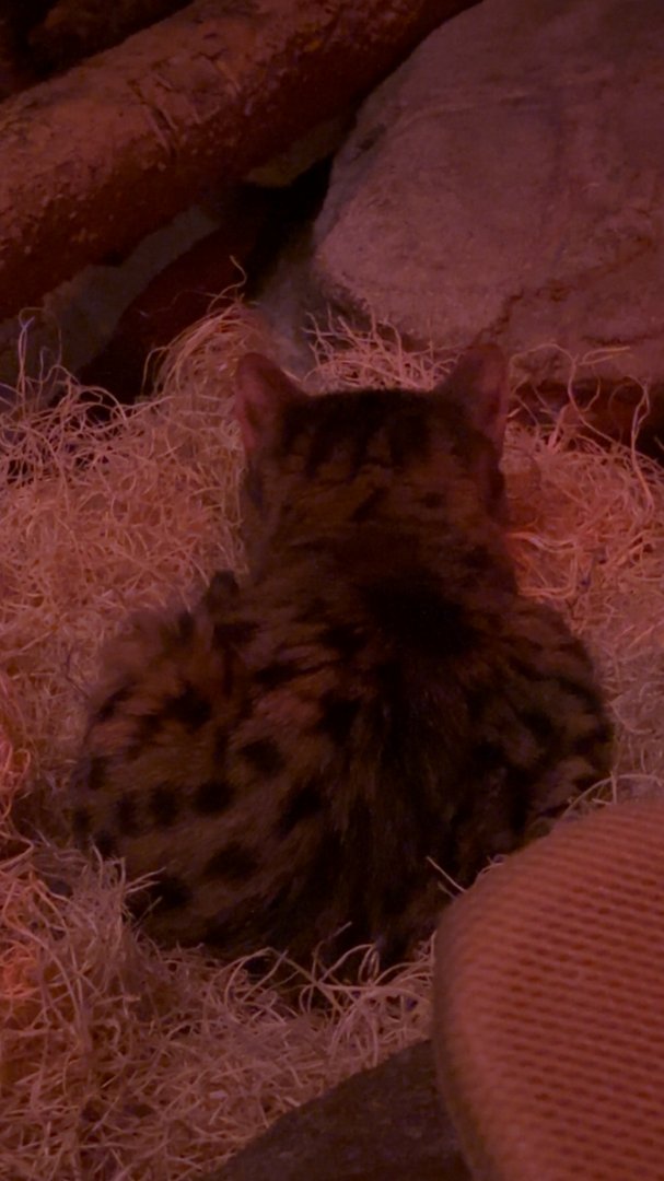 Black Footed Cat