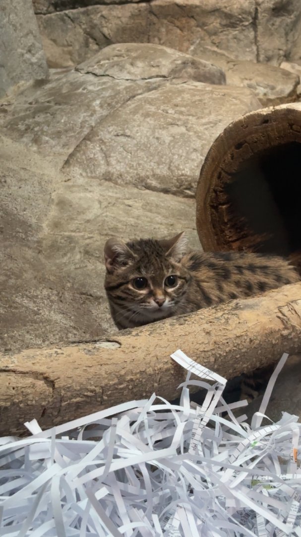 Black Footed Cat