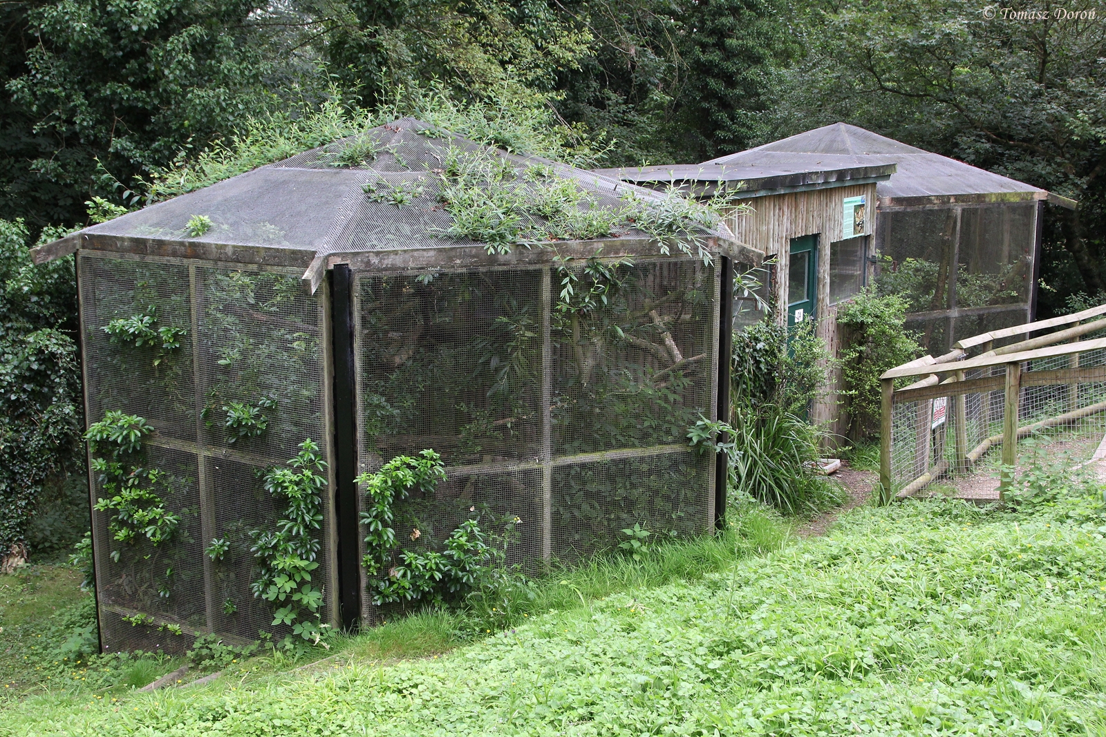 Black-footed Cats enclosure