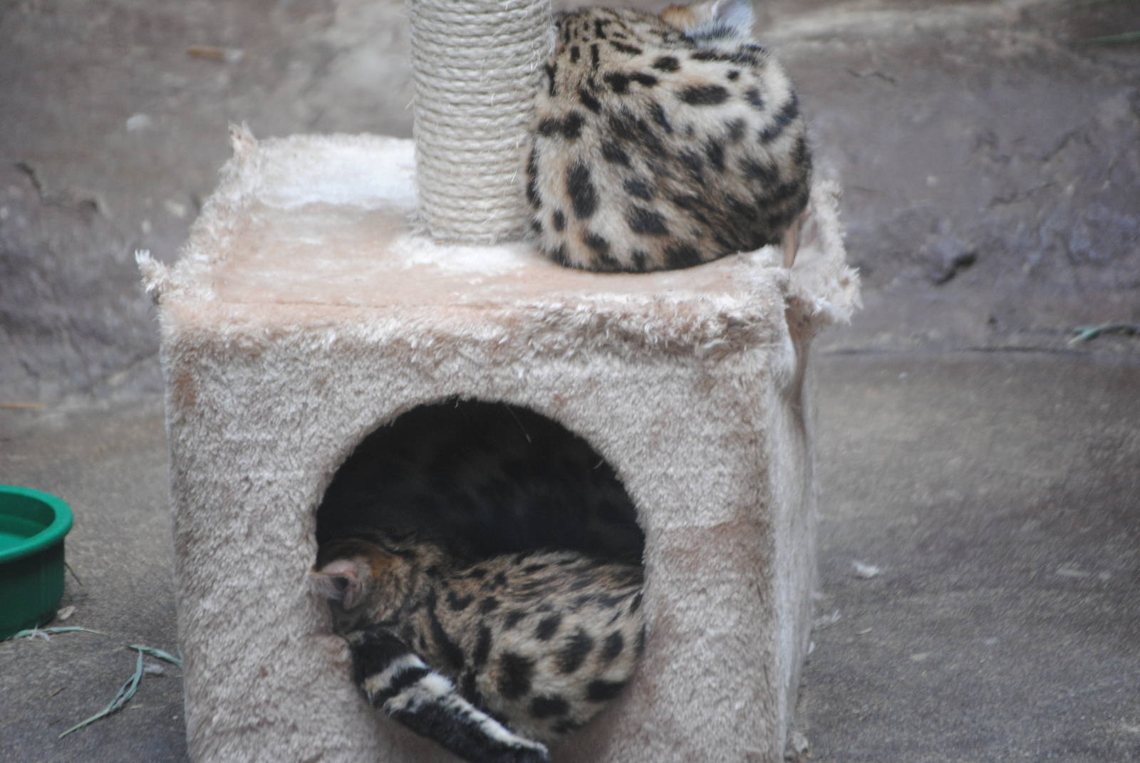 Black-Footed Cats