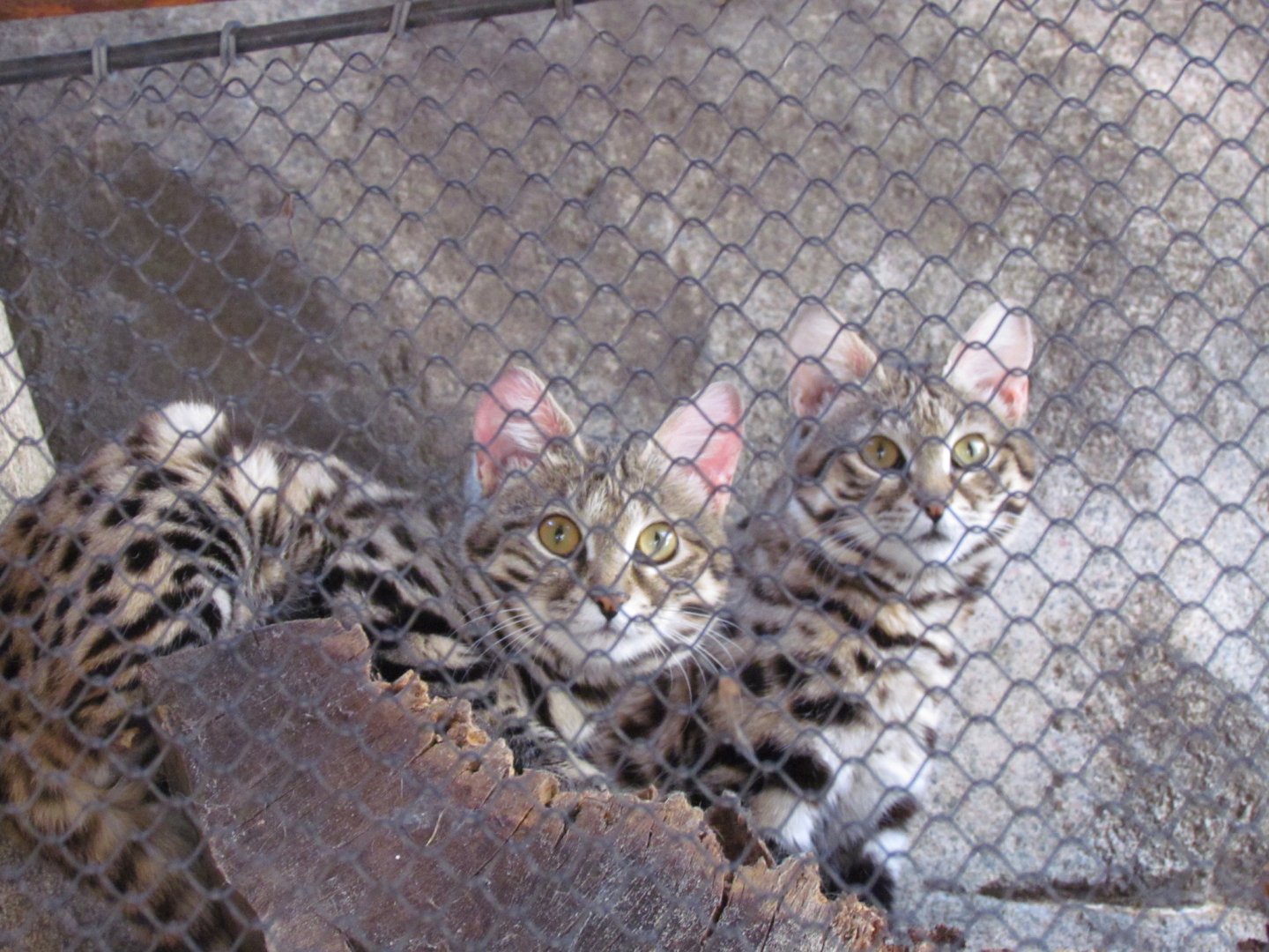 Black-footed Cats