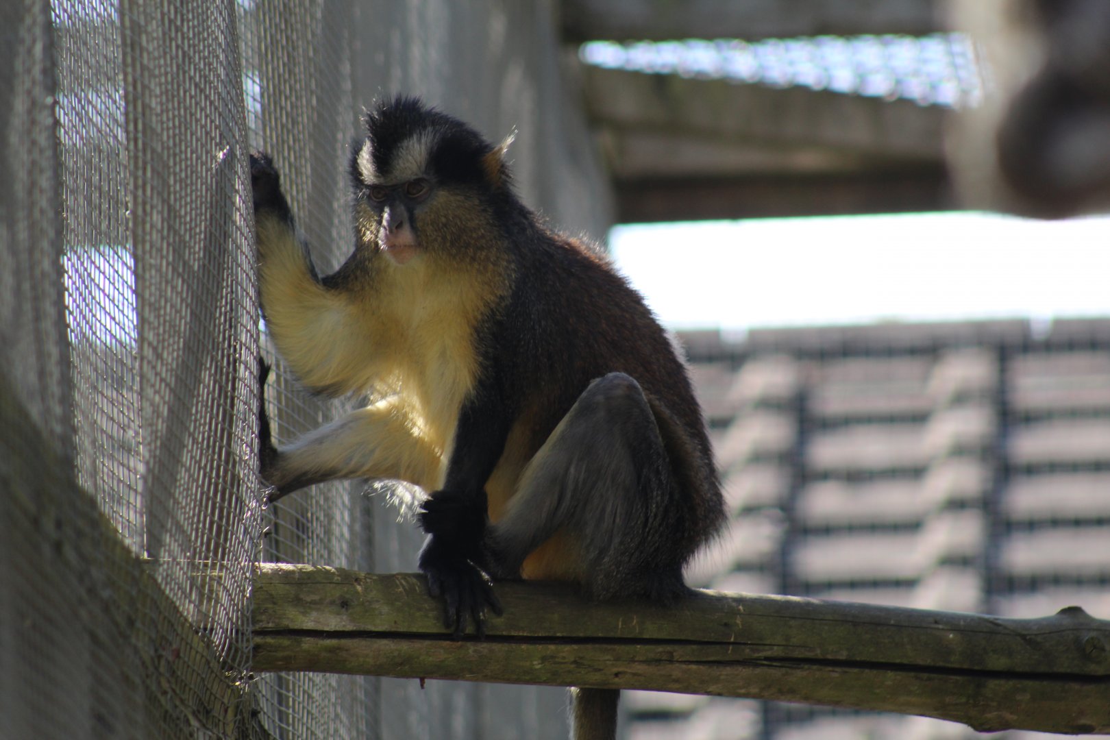 Black-Footed Crowned Guenon