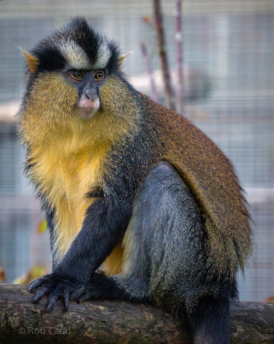Black-footed crowned monkey : Twycross : 22 Oct 2015