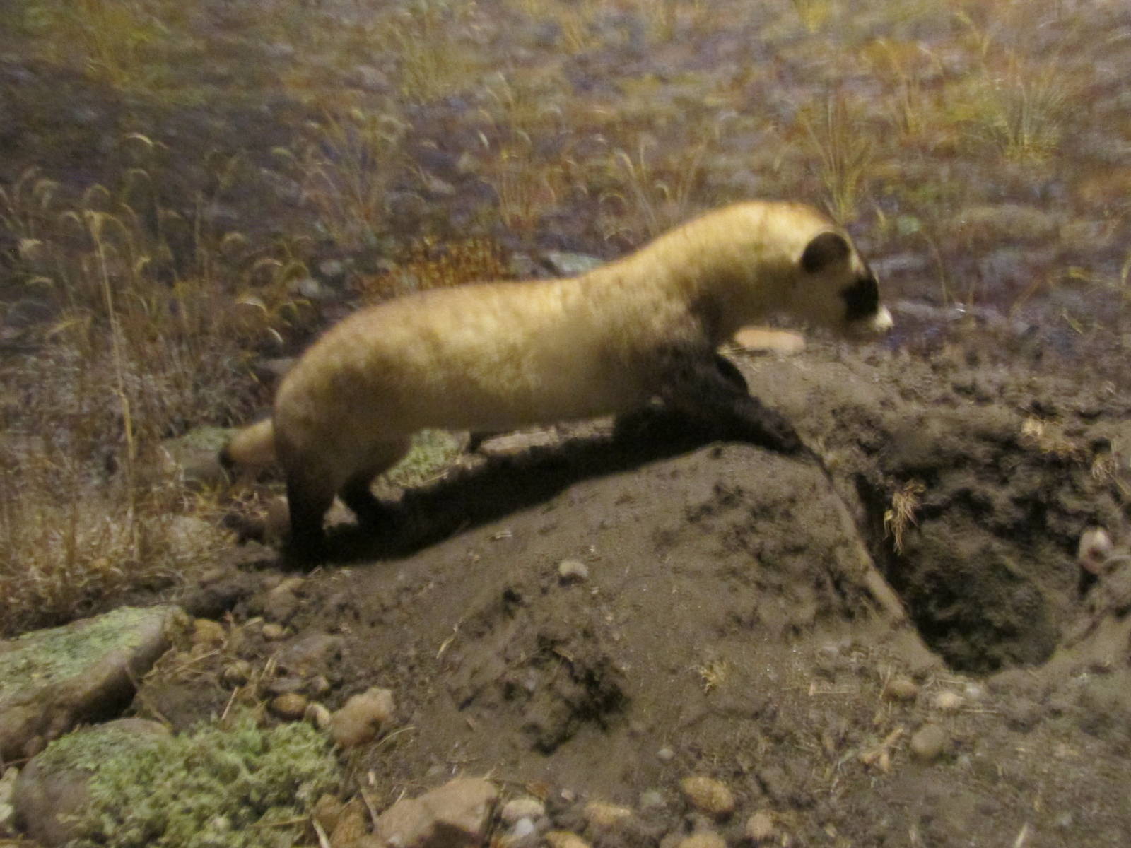 black footed ferret amhn