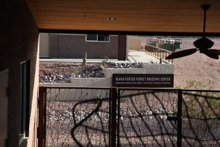 Black footed ferret breeding center