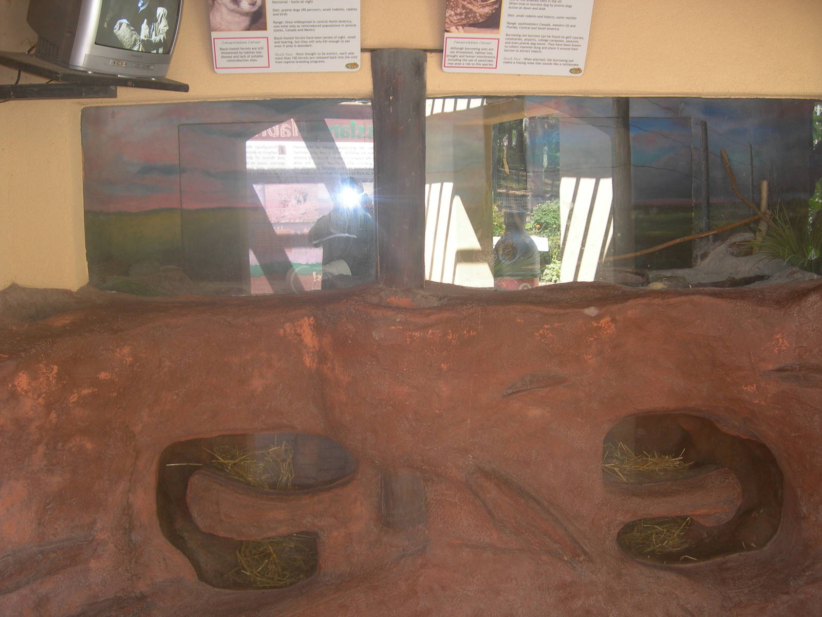Black Footed Ferret/Burrowing owl Exhibit