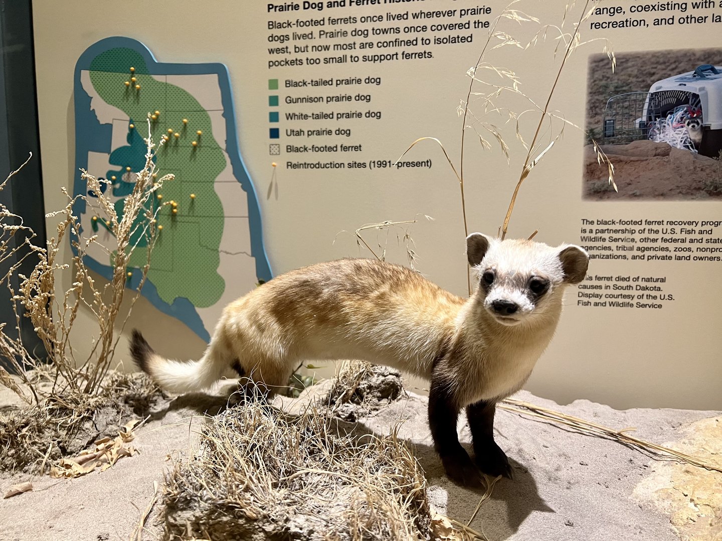 Black-footed Ferret Display