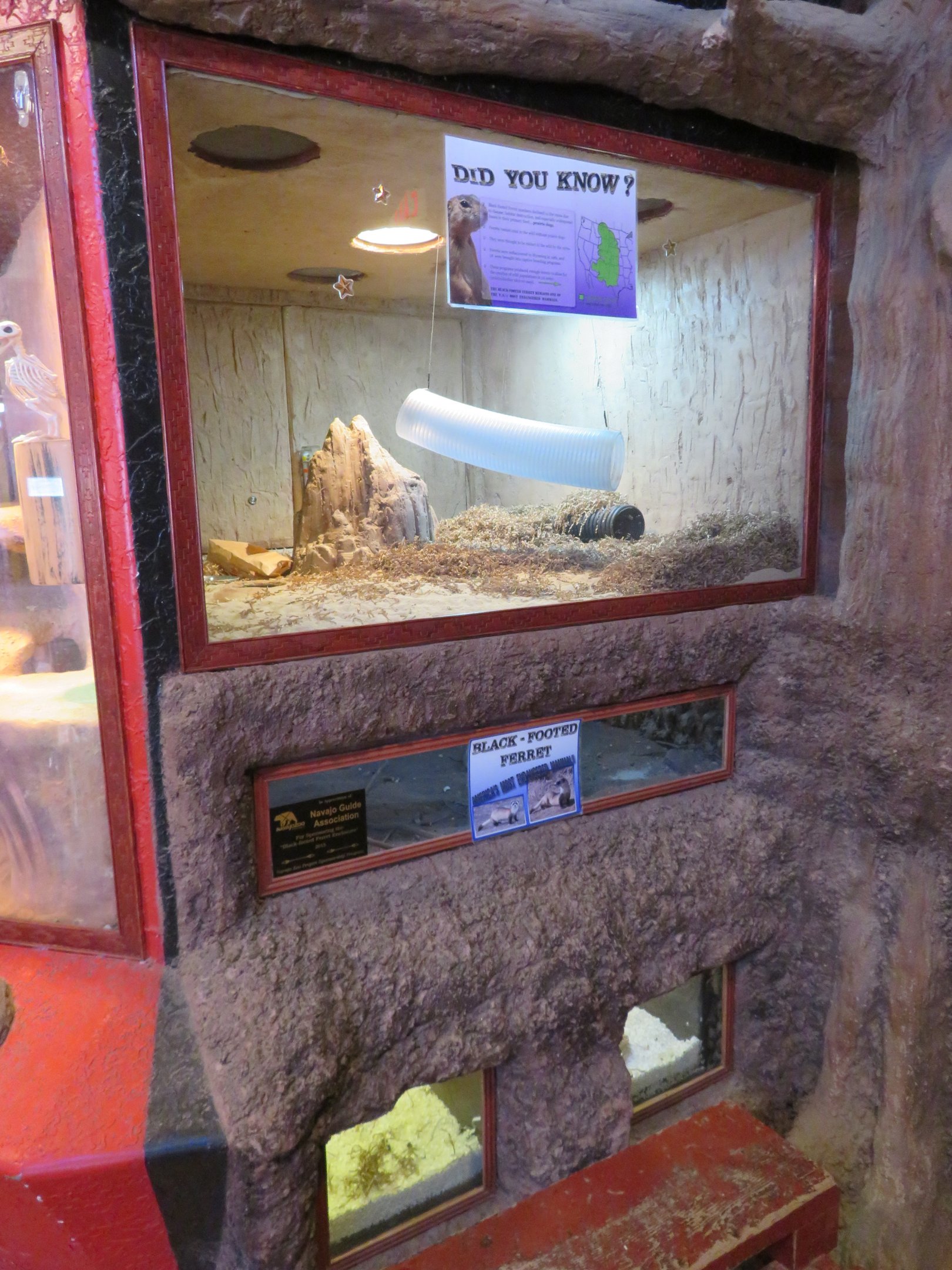 Black-footed Ferret Enclosure