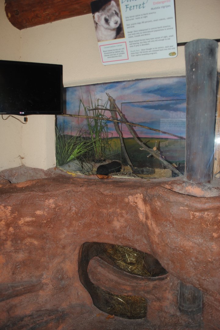 Black-footed Ferret Exhibit (it has access to tunnels below their exhibit)