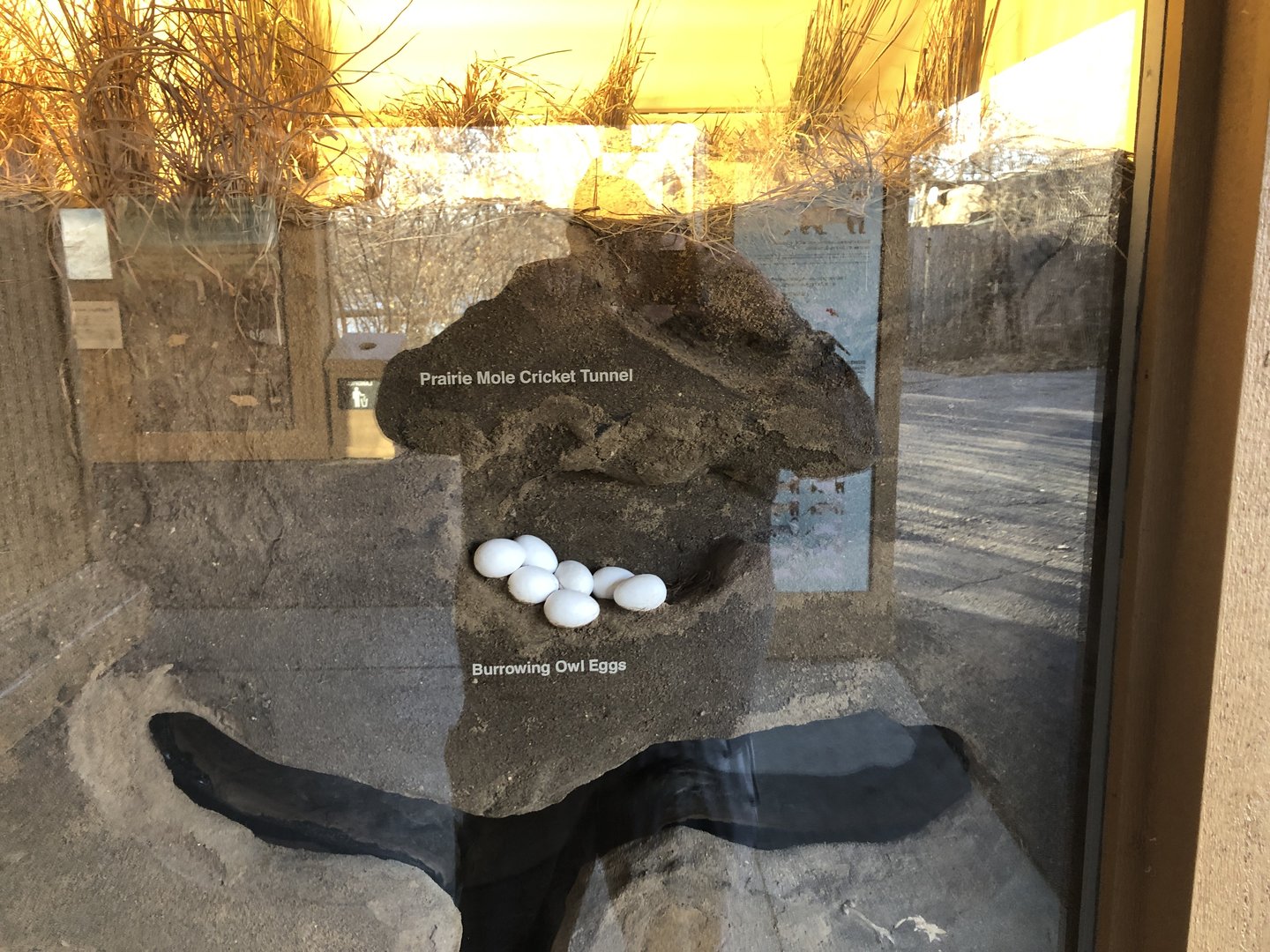 Black-footed Ferret Exhibit (NEW)