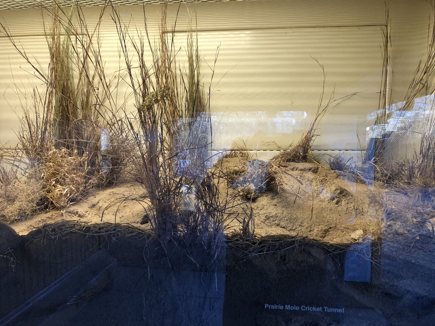 Black-footed Ferret Exhibit (NEW)