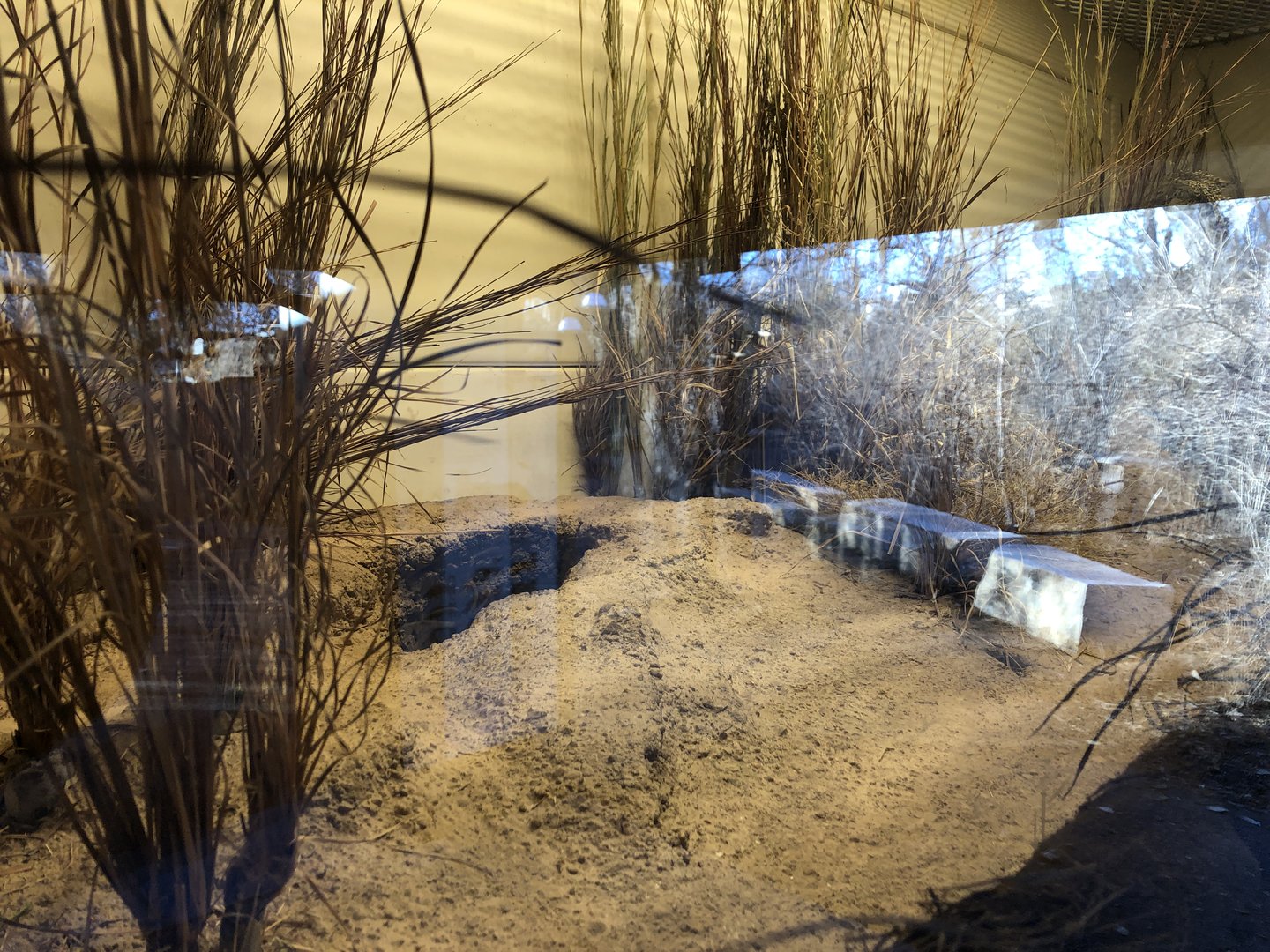 Black-footed Ferret Exhibit (NEW)