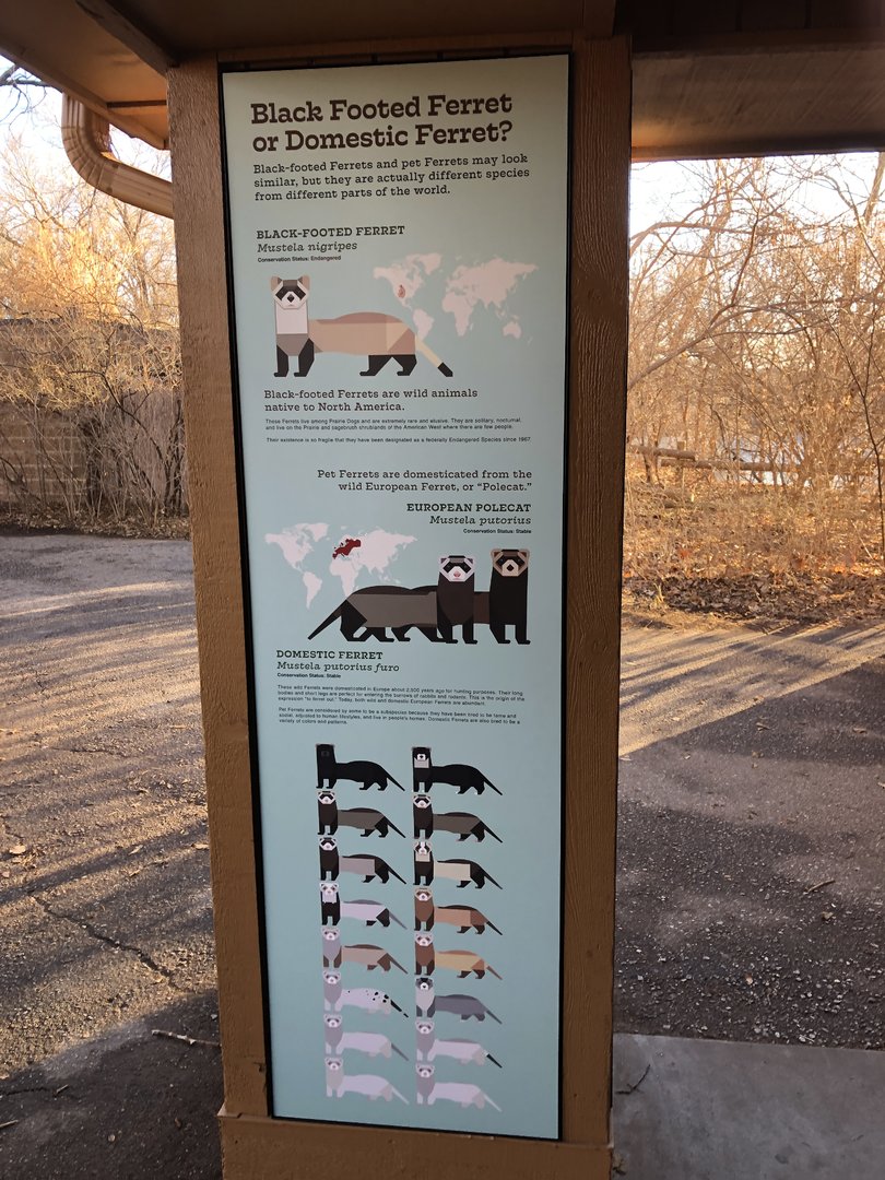 Black-footed Ferret Exhibit (NEW)