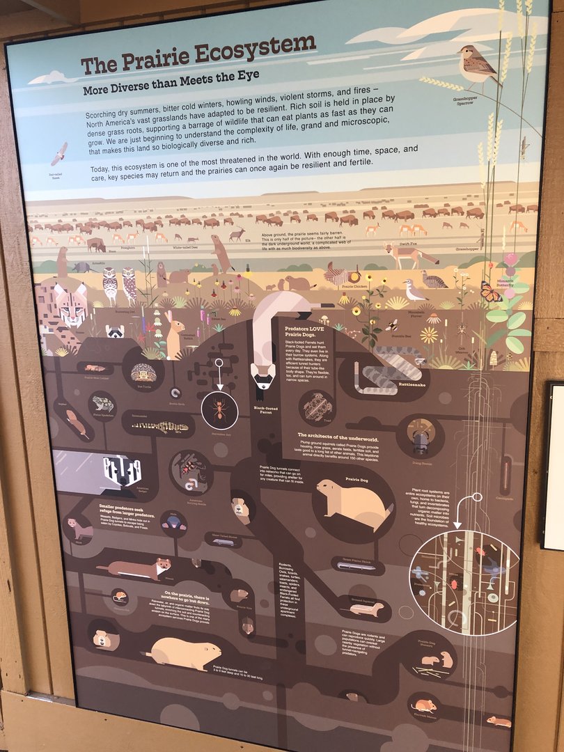 Black-footed Ferret Exhibit (NEW)