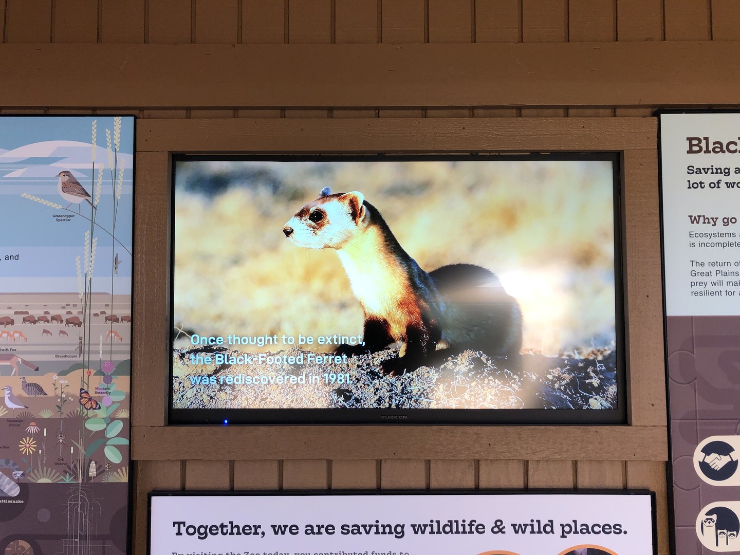 Black-footed Ferret Exhibit (NEW)