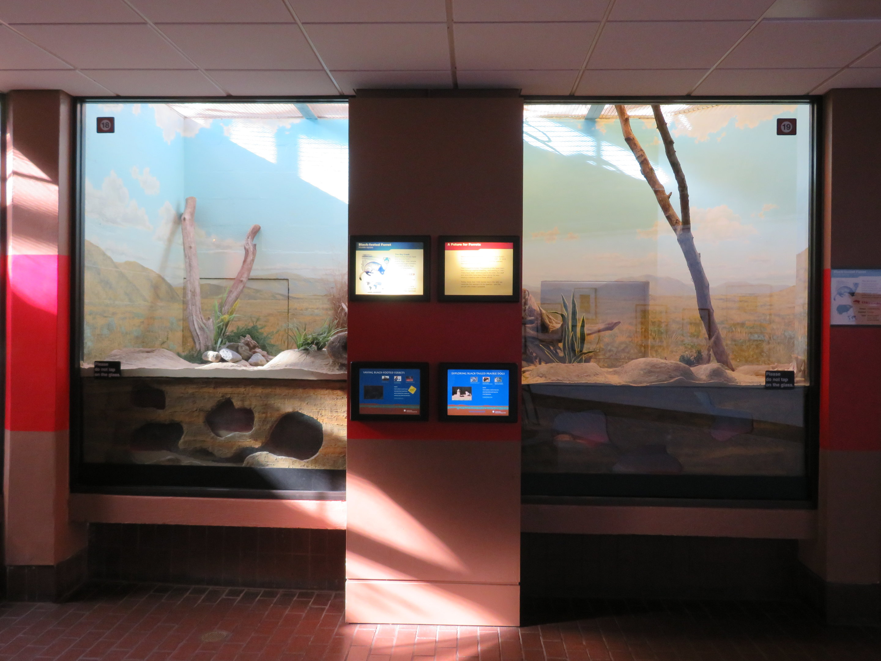 Black-footed Ferret Exhibit