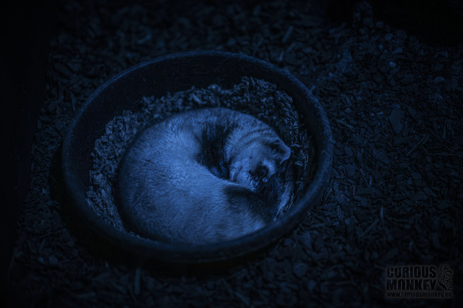 Black-Footed Ferret (mustela nigripes) 10/21