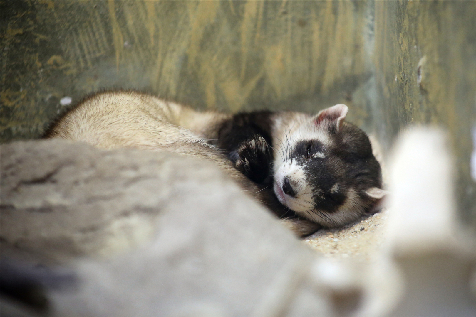 Black-footed Ferret (Mustela nigripes)
