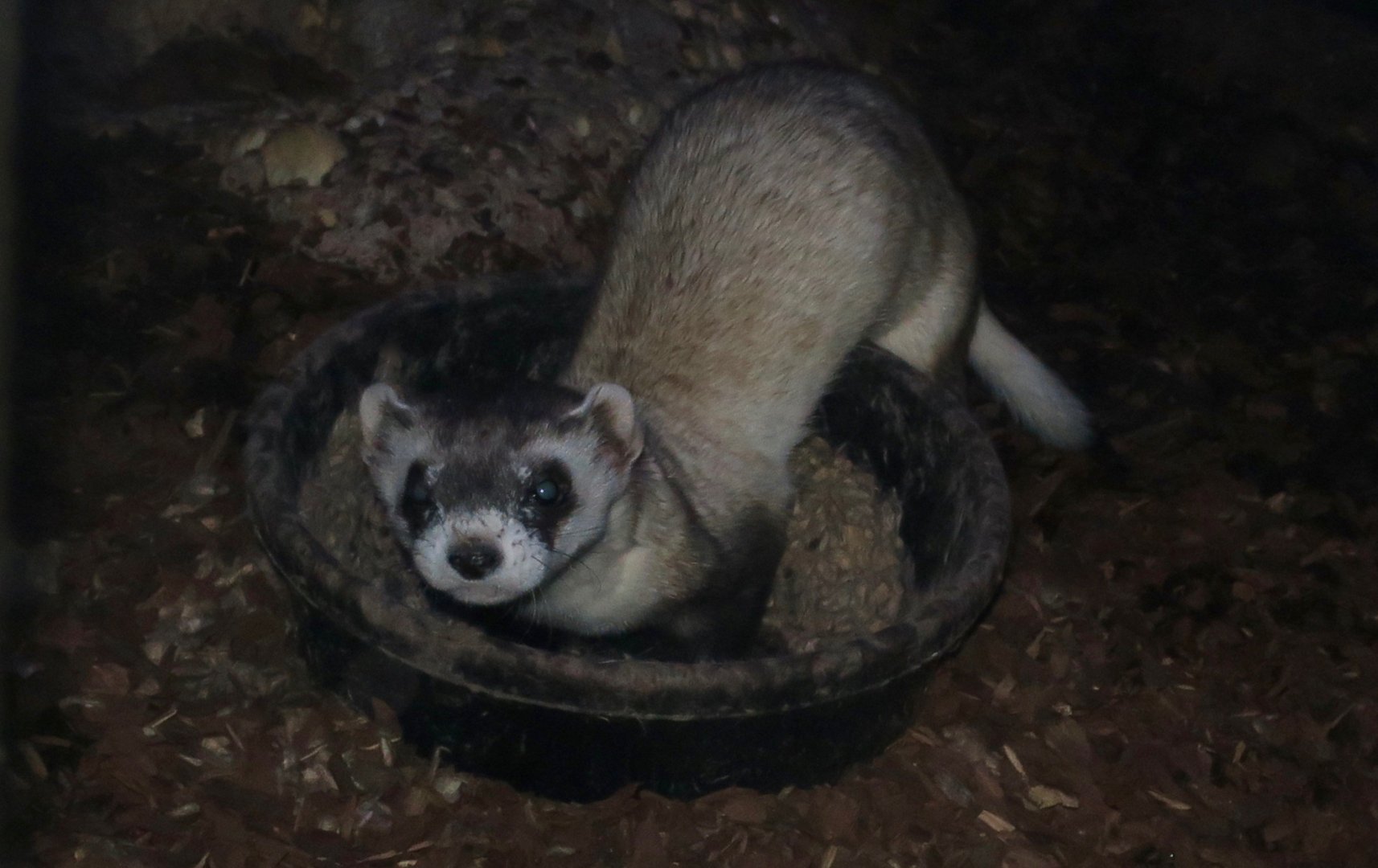 Black-Footed Ferret (Mustela nigripes)