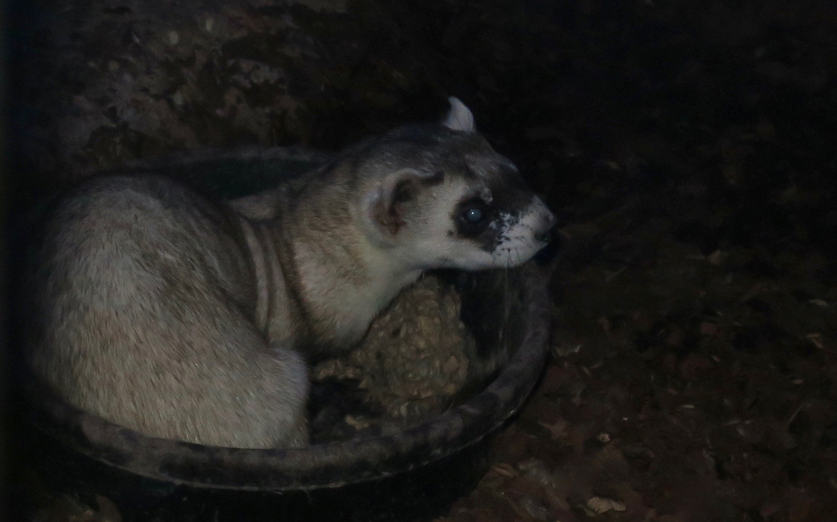 Black-Footed Ferret (Mustela nigripes)