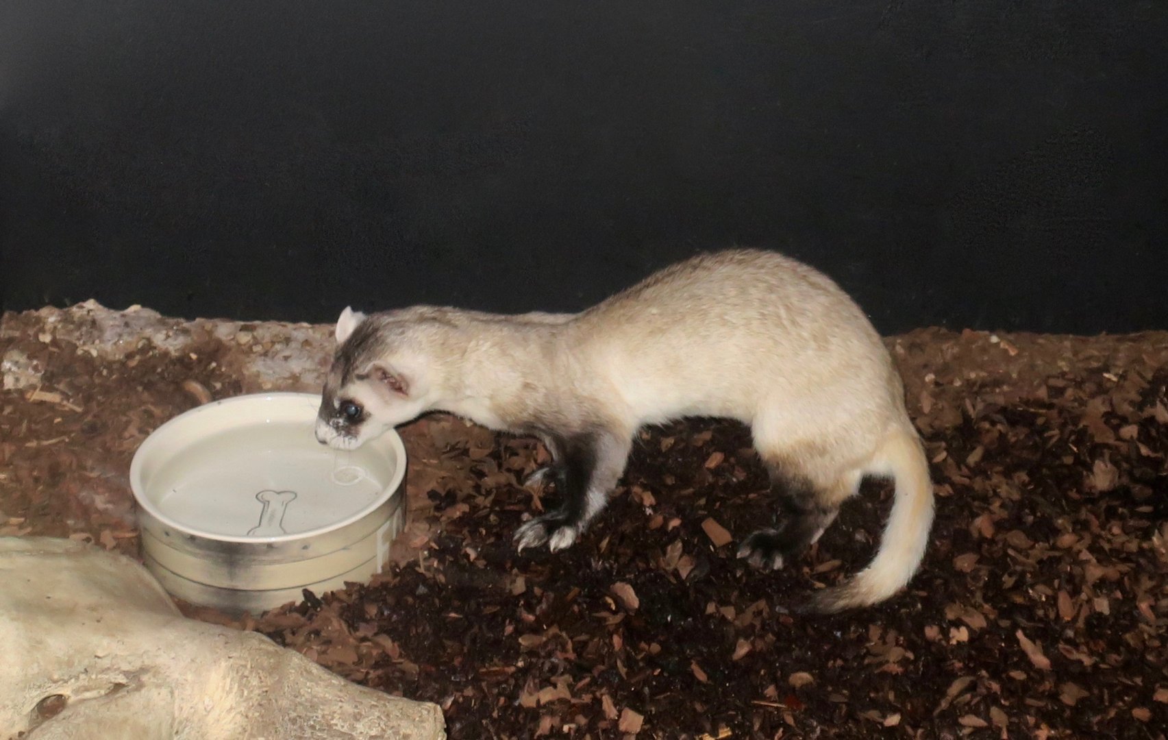 Black-Footed Ferret (Mustela nigripes)