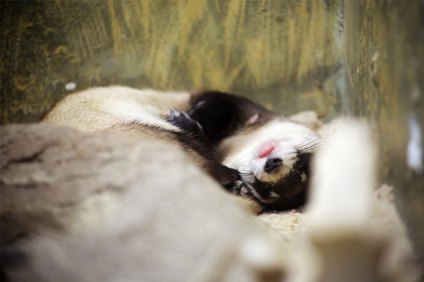 Black-footed Ferret (Mustela nigripes)