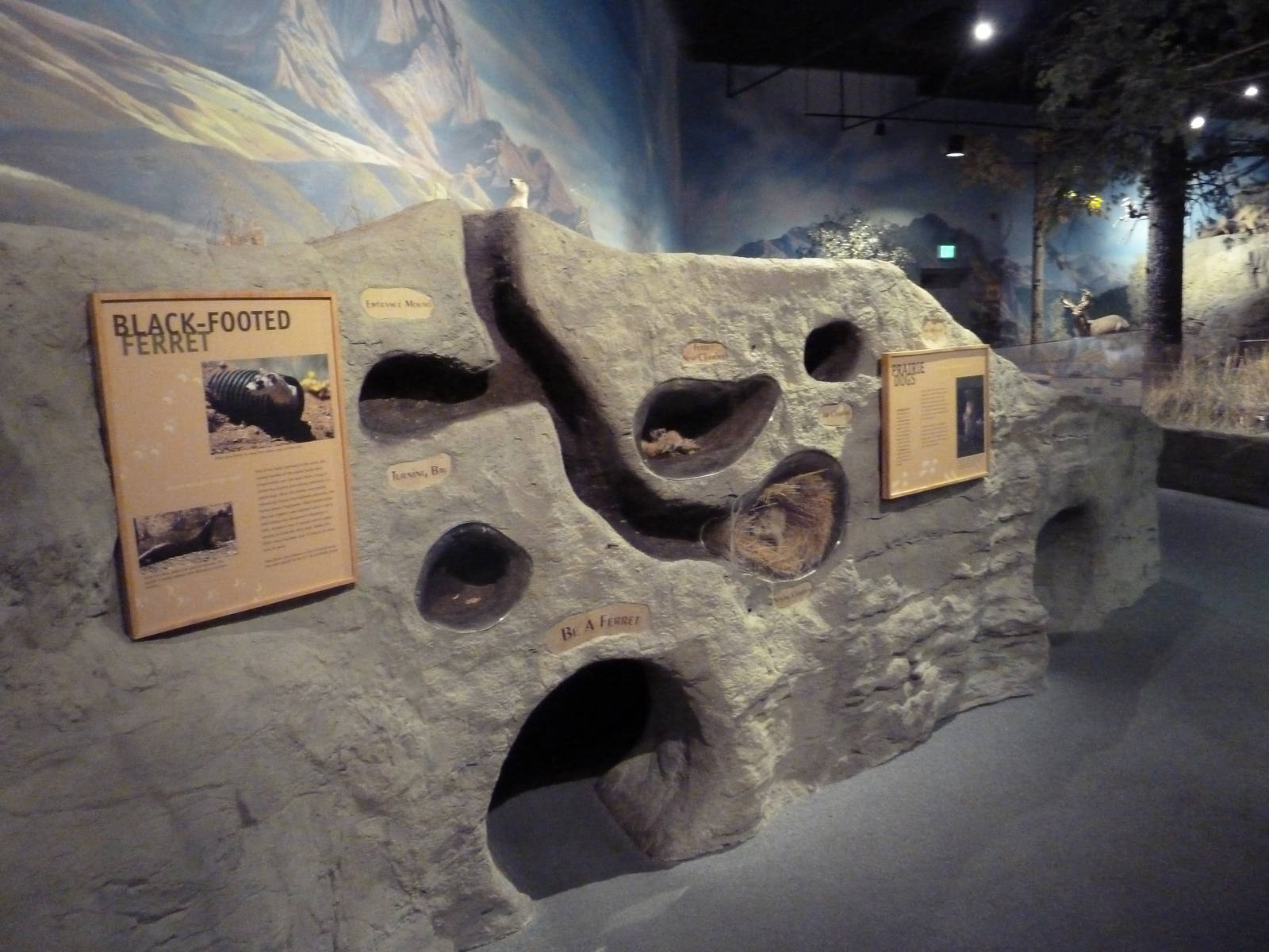 Black-Footed Ferret + Prairie Dog Diorama