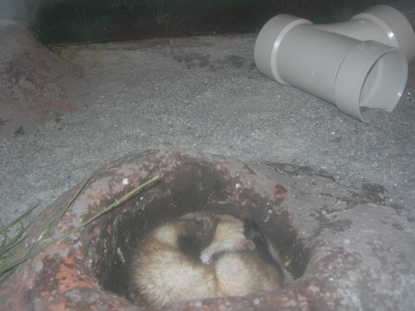Black footed Ferret sleeping