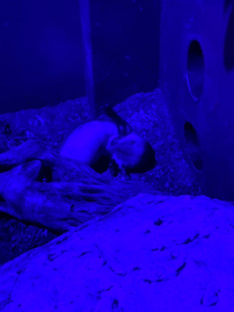 Black-Footed Ferret - Zoo America