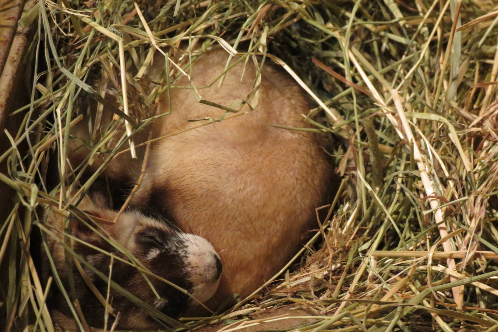 Black-footed Ferret