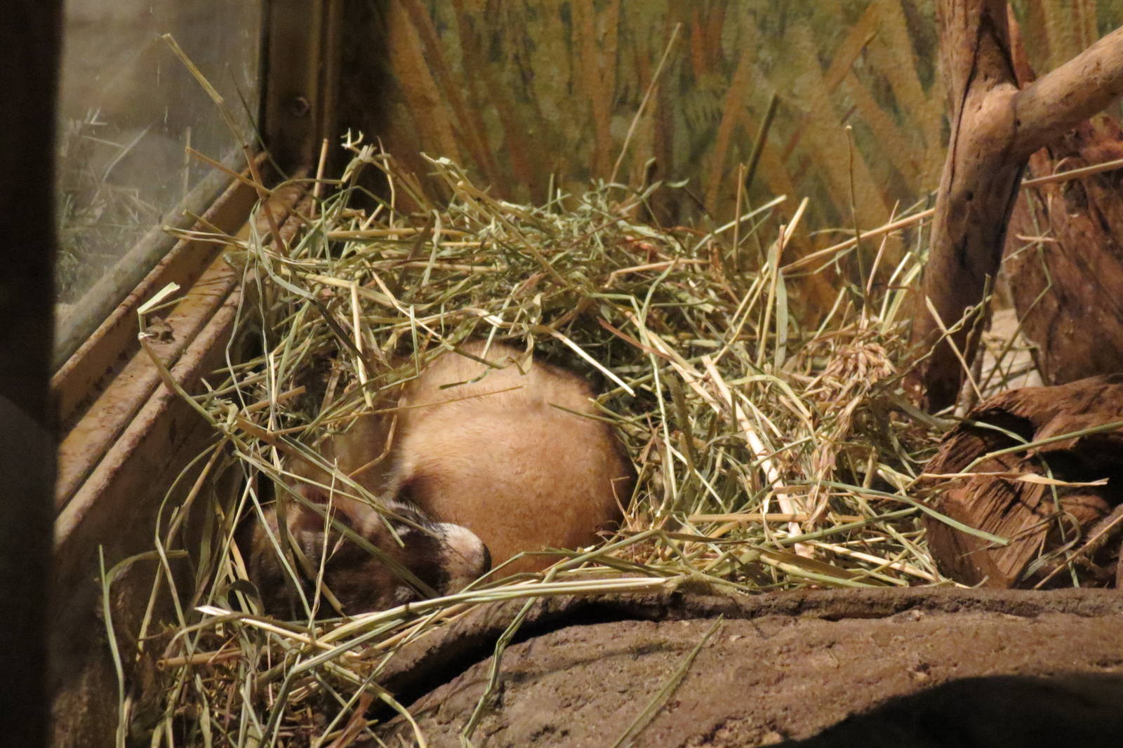 Black-footed Ferret