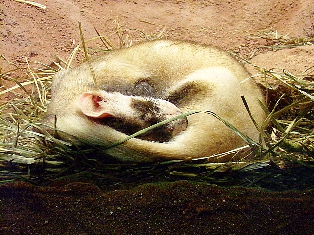Black-footed Ferret