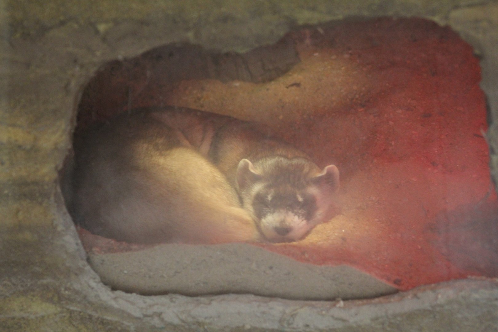 Black-Footed Ferret