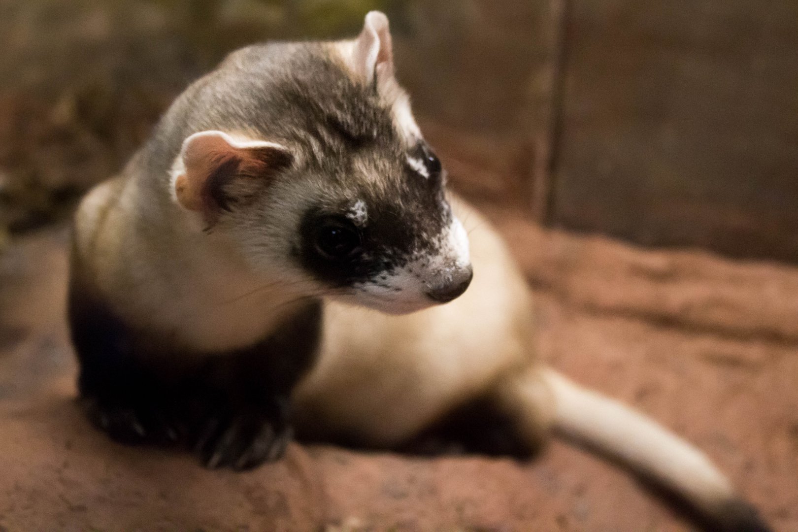 Black-footed ferret