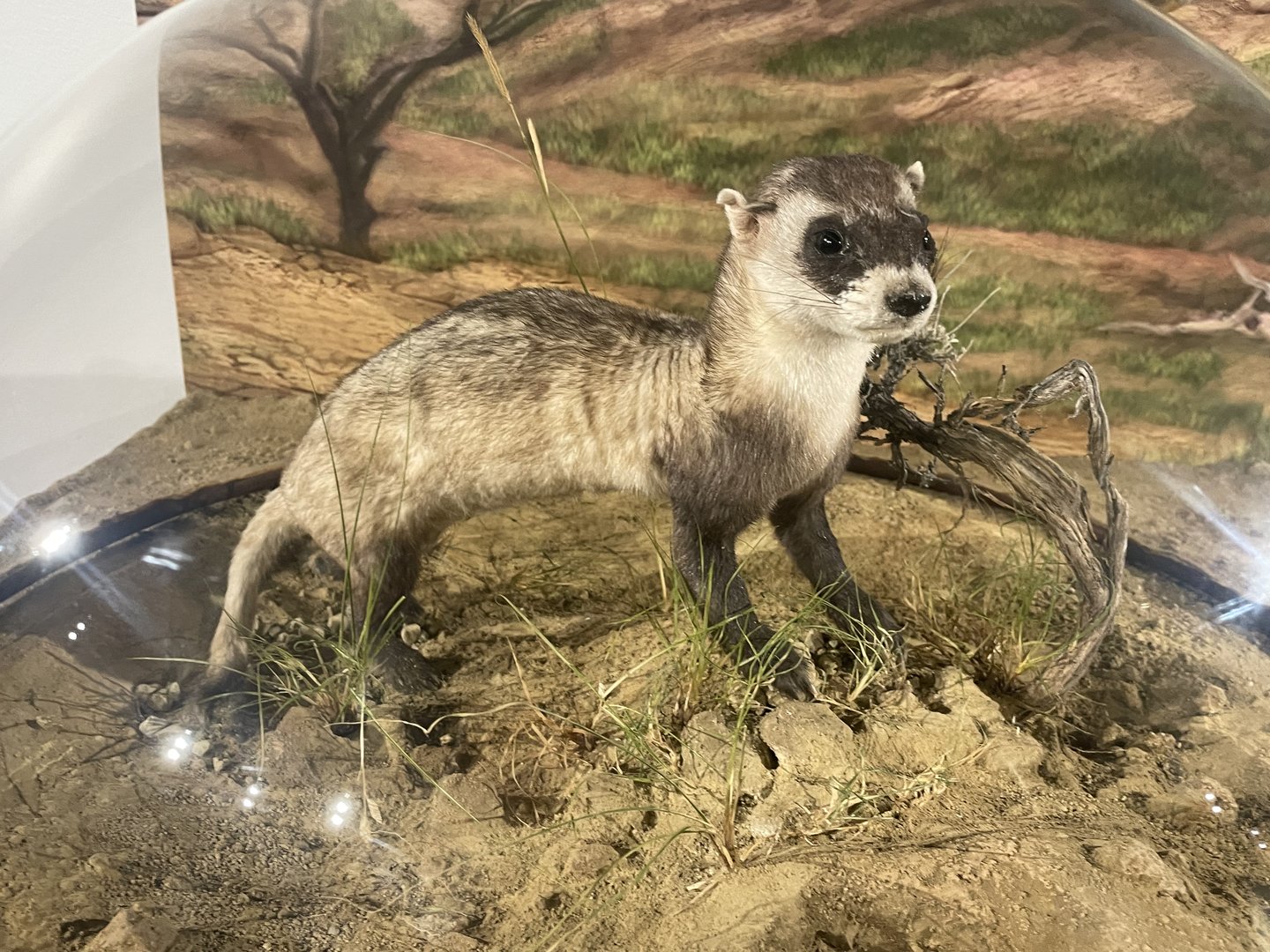 Black-footed Ferret