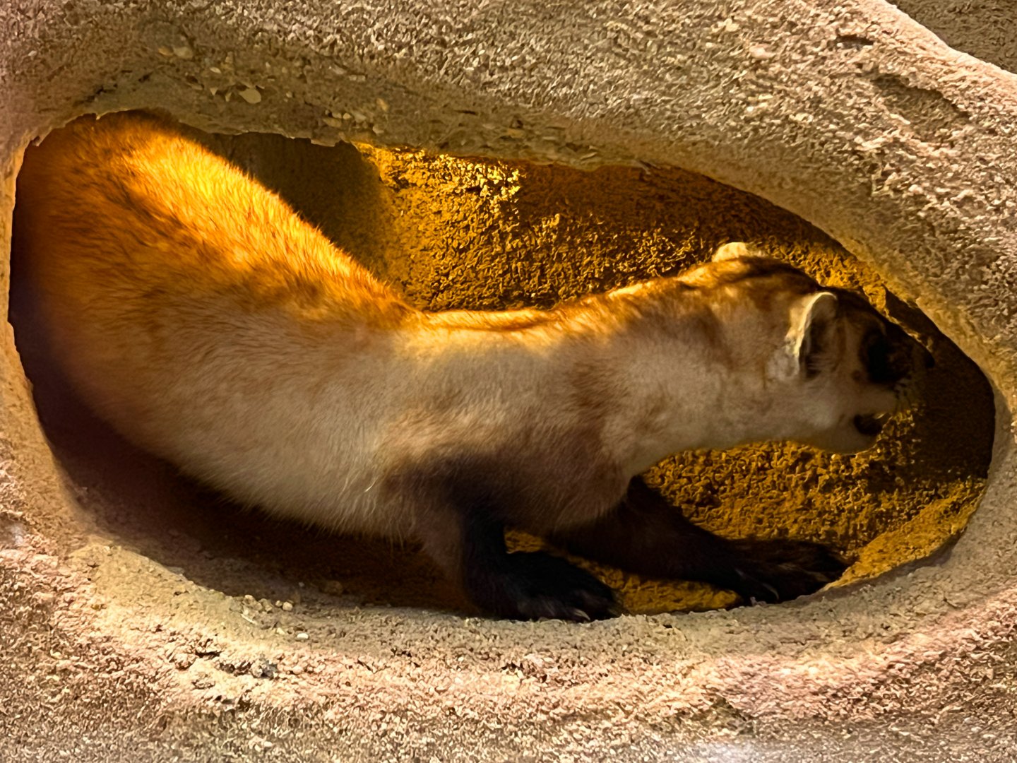 Black footed Ferret