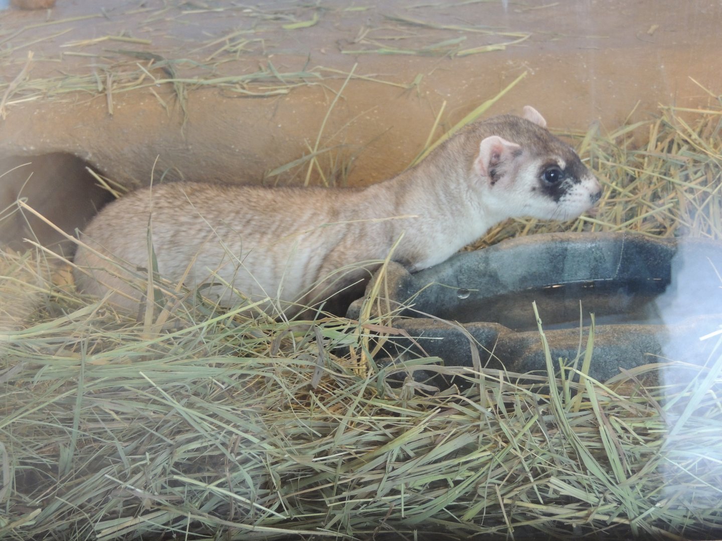 black footed ferret