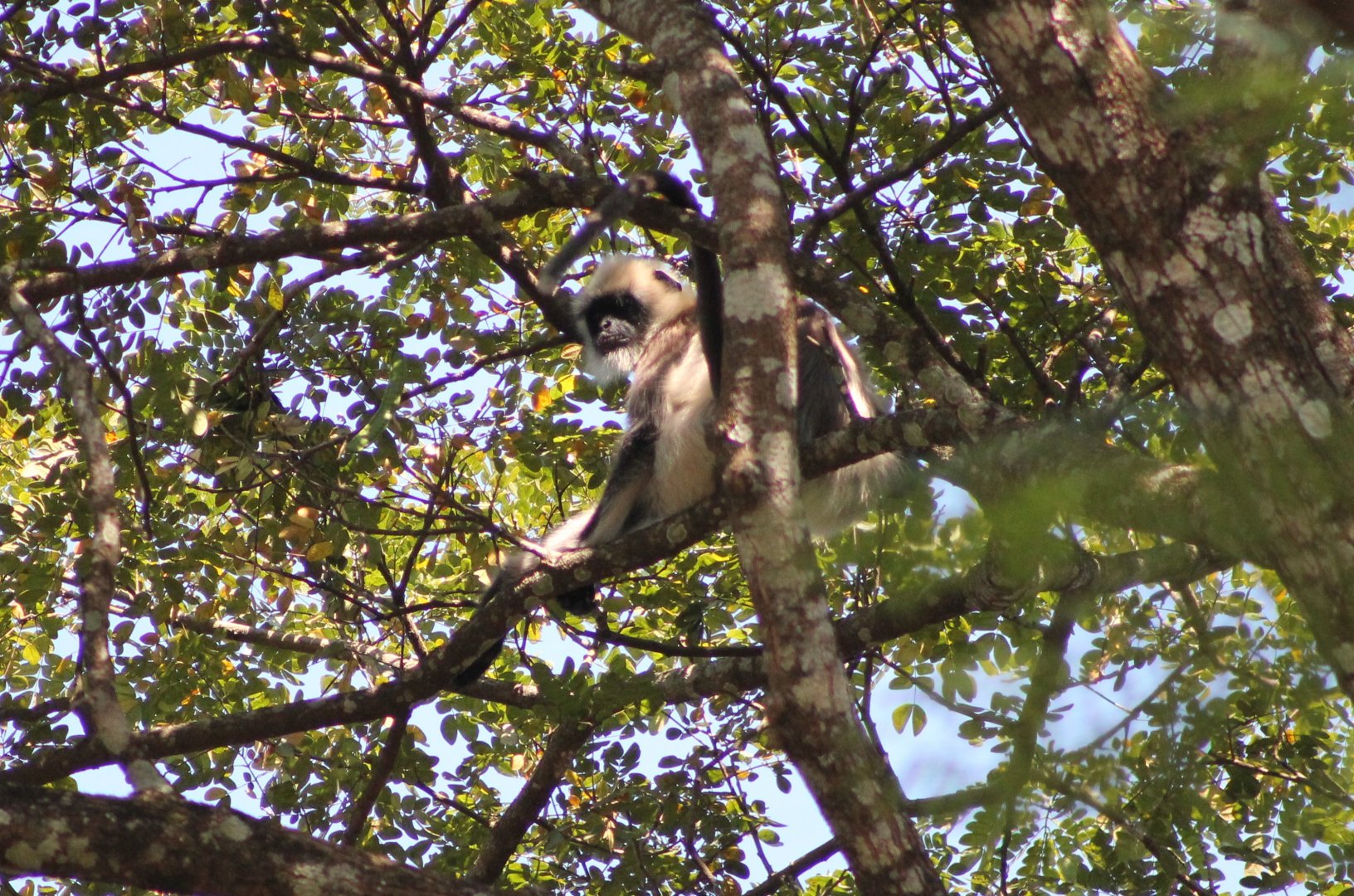 Black-footed Grey Langur (Semnopithecus hypoleucos)