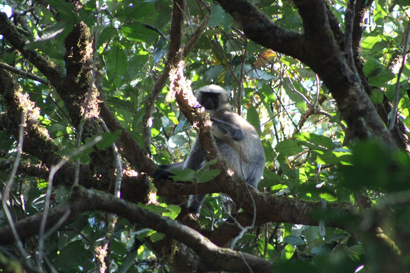 Black-footed Grey Langur (Semnopithecus hypoleucos)