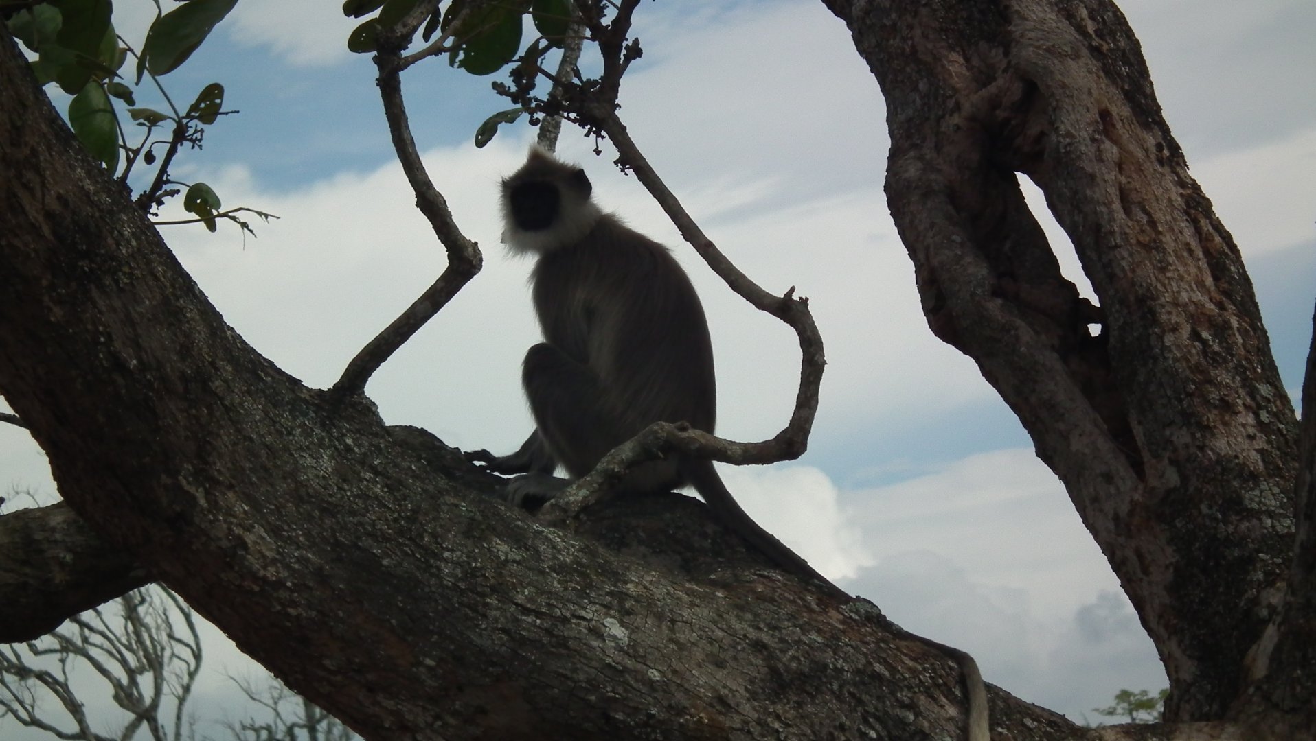 Black-footed Grey Langur (Semnopithecus hypoleucos)
