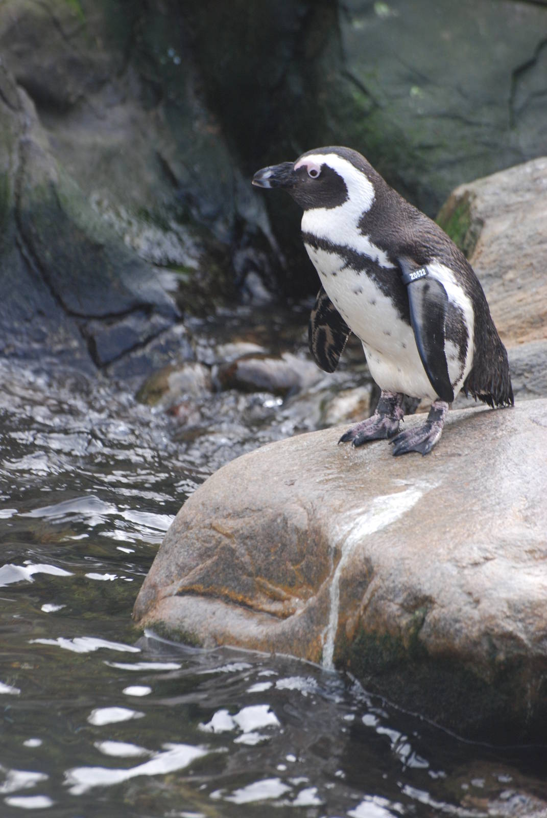 Black-footed Penguin at Bristol, 06/02/12