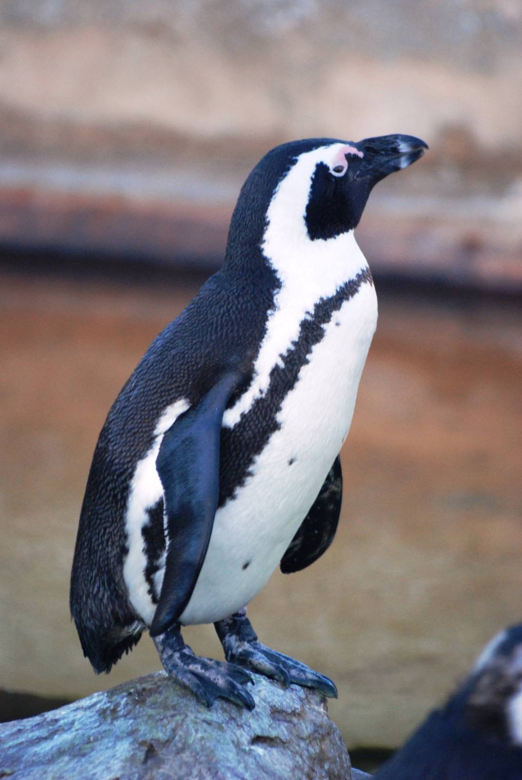 Black-footed Penguin at Skegness, 11/11/12