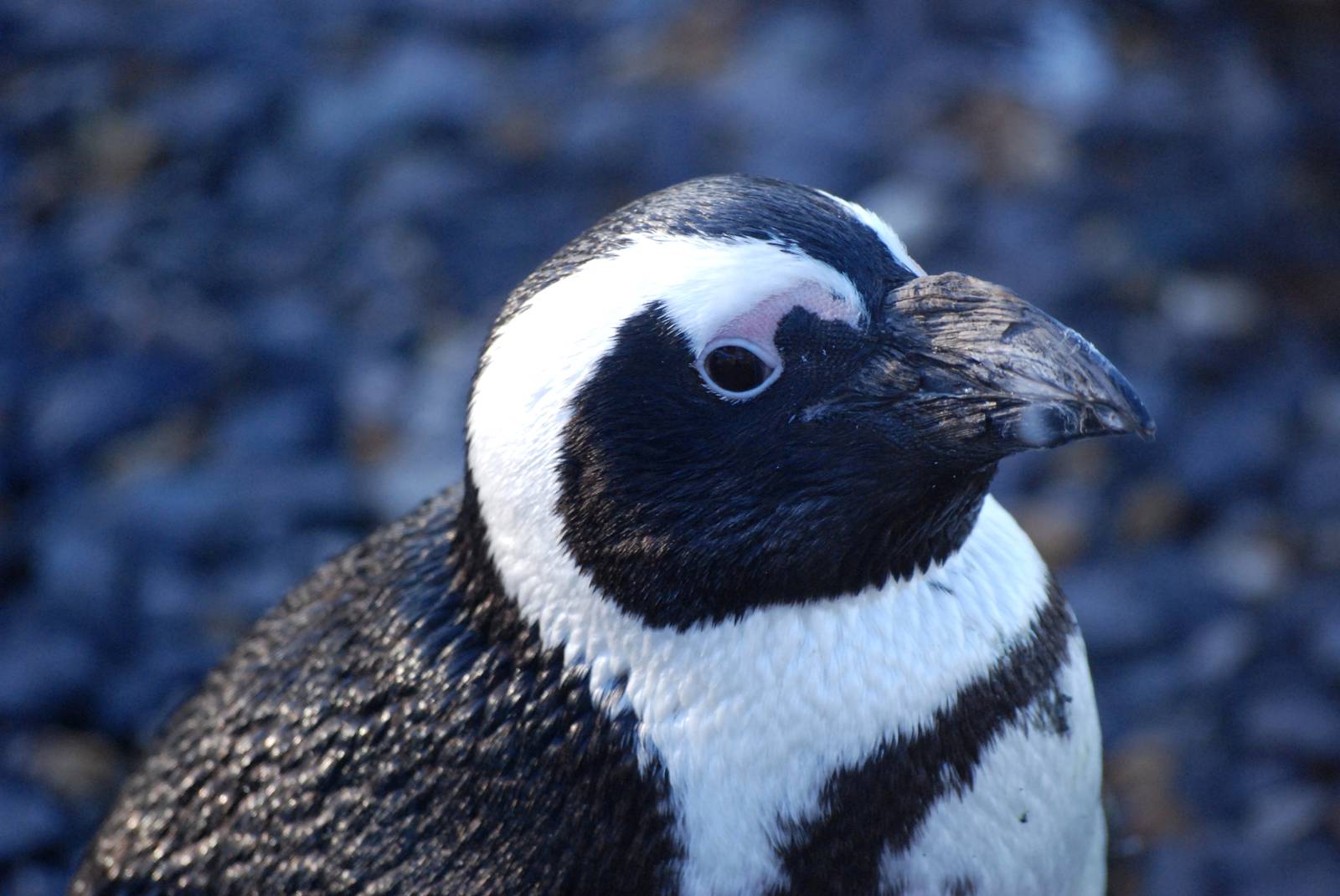 Black-footed Penguin at Whipsnade, 07/12/12