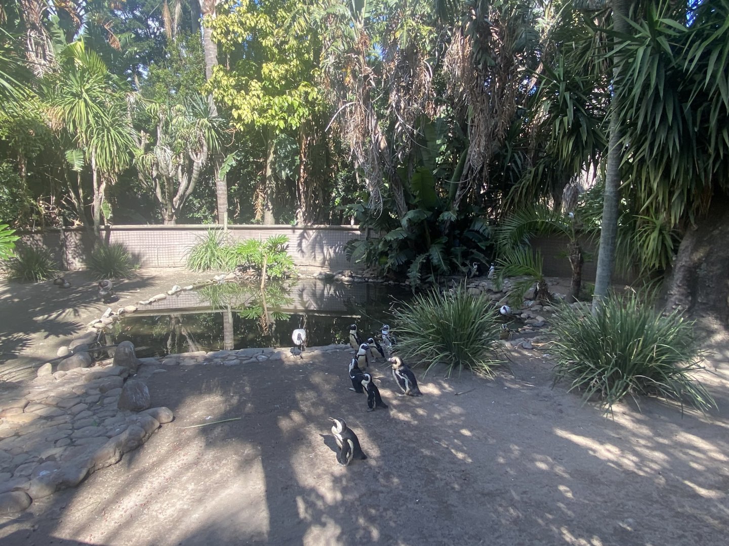 Black-Footed Penguin/Black Swan Exhibit