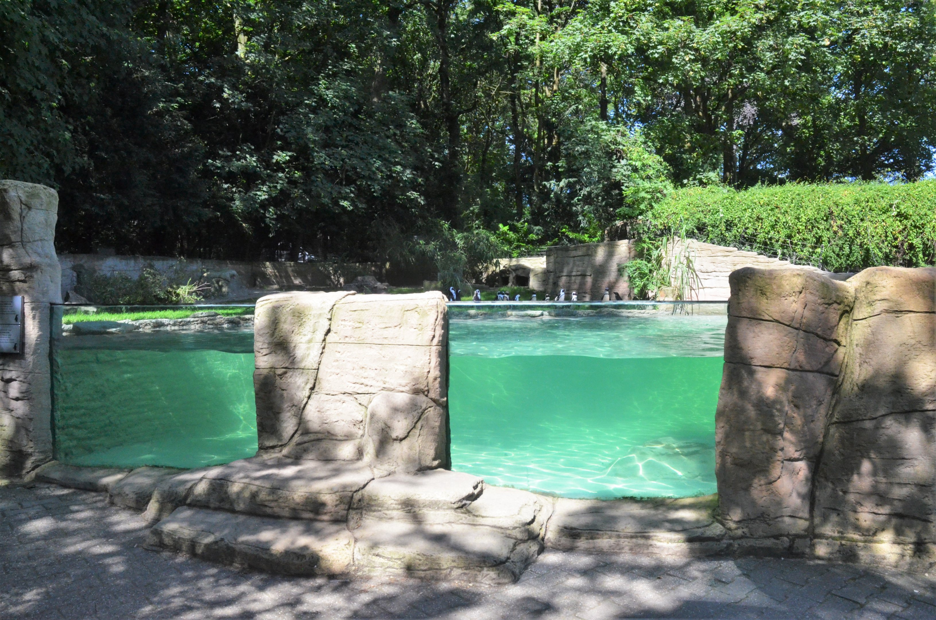 Black-footed Penguin Enclosure at Duisburg, 17/06/19